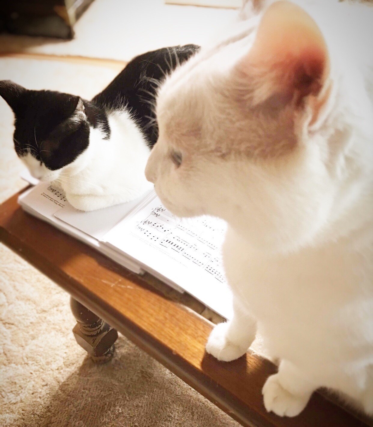 占い師おとめのお気に入り写真2